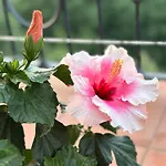 La Cianella - Adult Only Vakantieboerderij Scarlino