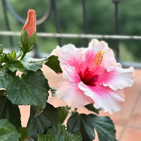 La Cianella - Adult Only Agroturismo Scarlino